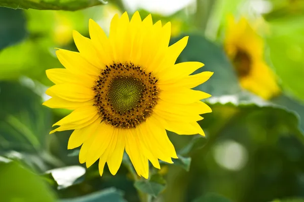 Zonnebloem — Stockfoto