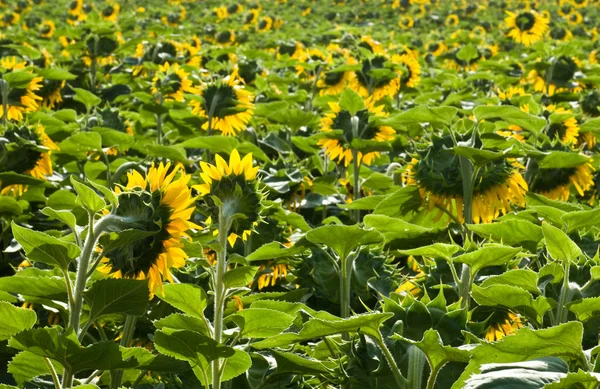 Sonnenblume — Stockfoto