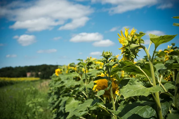 Sonnenblume — Stockfoto