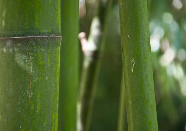 Bakgrund till bambu — Stockfoto