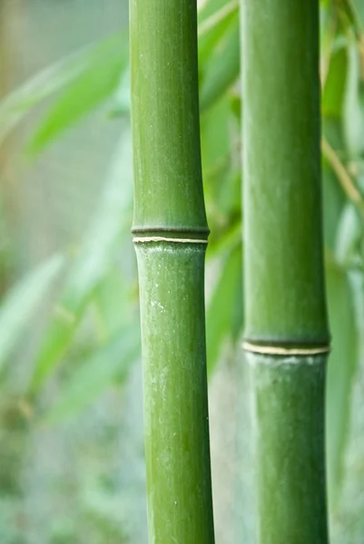 Bakgrund till bambu — Stockfoto