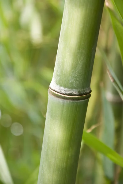 Bamboe achtergrond — Stockfoto