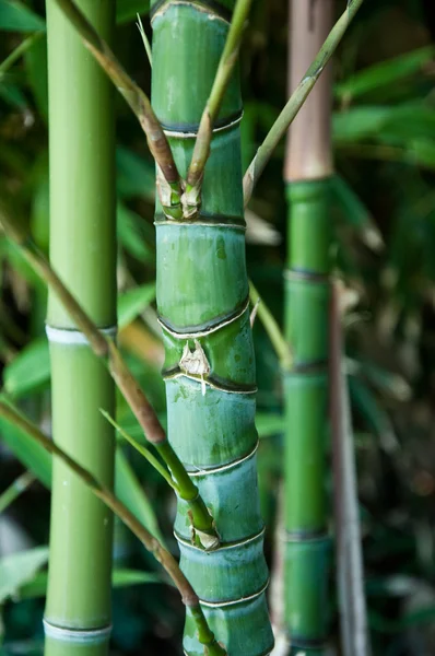 Bakgrund till bambu — Stockfoto