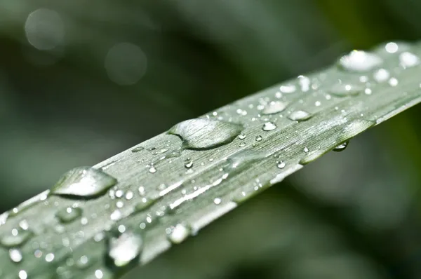 Drop Nature Zen Background — Stock Photo, Image