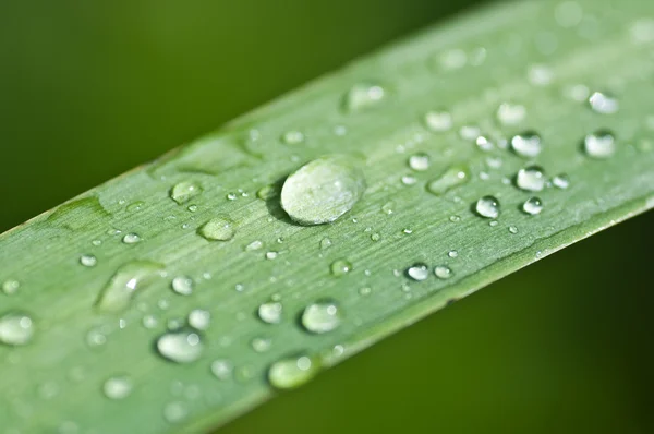 Nature Zen Drop Water — Stock Photo, Image
