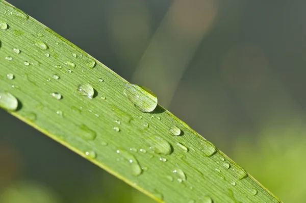 Naturen zen med droppe vatten — Stockfoto