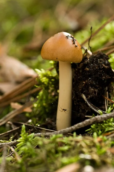 Setas - Amanita — Foto de Stock