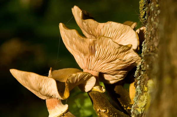 Funghi - pholiote in primo piano foresta — Foto Stock