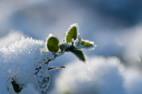 Fundo de inverno — Fotografia de Stock