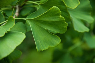 Ginkgo biloba