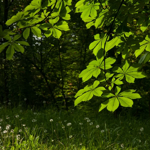 Φύλλα καστανιάς — Φωτογραφία Αρχείου