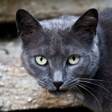 Kedi Surat