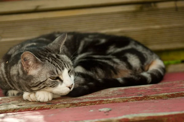 Uykuda kedi — Stok fotoğraf