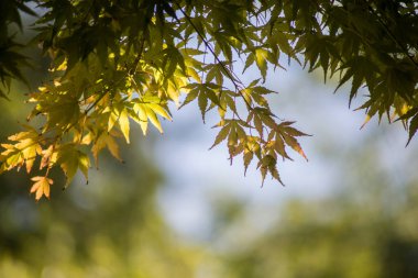 Japon bahçe closeup güneş ışığı üzerinde Japonca akçaağaç yaprakları