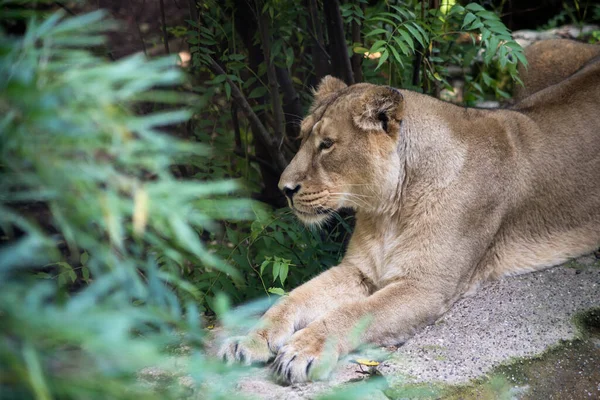 Retrato León Salvaje Hembra Acostado Parque Zoológico —  Fotos de Stock