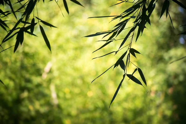 Gros Plan Feuilles Bambou Sur Fond Flou — Photo