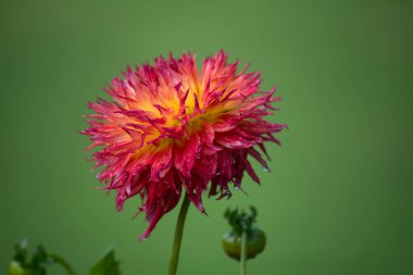 Halka açık bir bahçede turuncu dalyaya yağmur damlaları