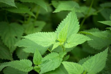 Halka açık bir bahçede ısırgan otu yaprakları.