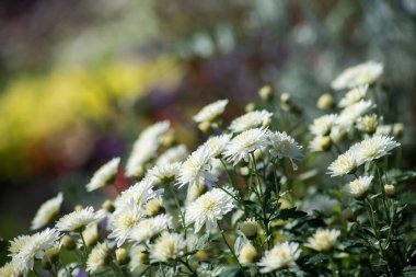 Halka açık bir bahçede beyaz kasımpatı.