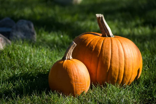 Närbild Halloween Pumpor Offentlig Trädgård — Stockfoto