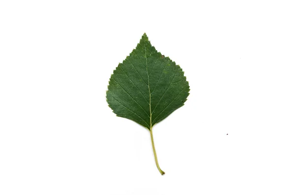 Изолированный лист березы — стоковое фото