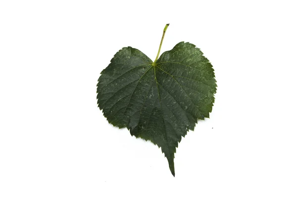 Изолированный лист липы — стоковое фото