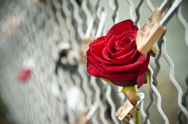 Růže na umění most v Paříži — Stock fotografie