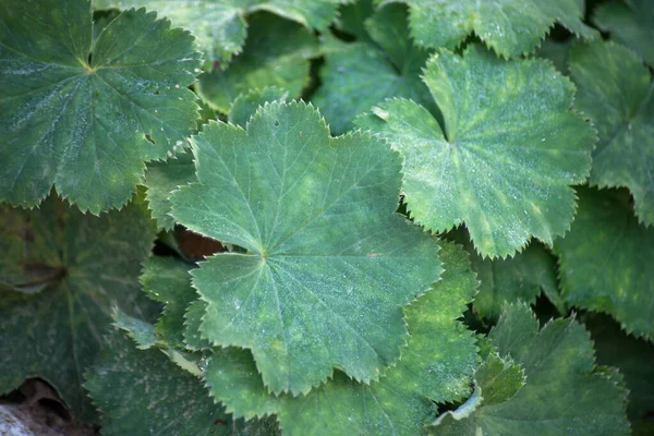 Closeup Alchemical Mollis Leaves Public Garden — Stock Photo, Image