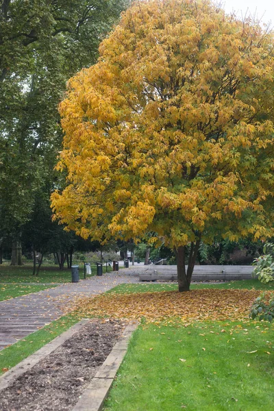 Veduta Del Bellissimo Castagno Autunnale Nel Parco Steinbach Mulhouse Francia — Foto Stock