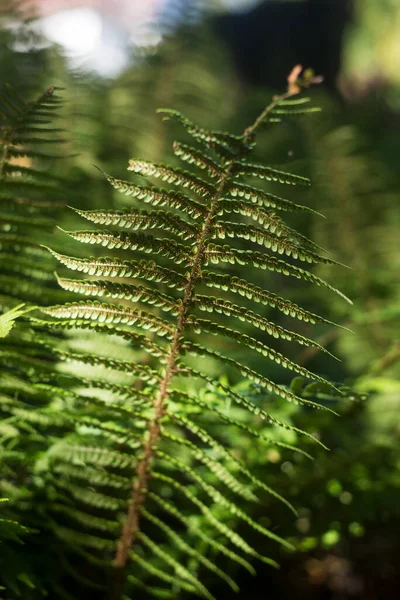 Zbliżenie Promienia Światła Liściu Paproci Lesie — Zdjęcie stockowe