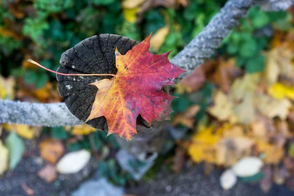 Nahaufnahme Eines Roten Herbstlichen Ahornblattes Das Auf Einen Holzzaun Einem — Stockfoto