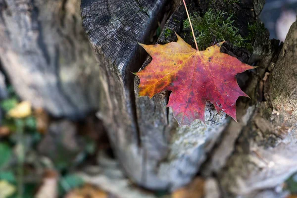 Gros Plan Feuille Érable Automnale Rouge Tombée Sur Une Clôture — Photo