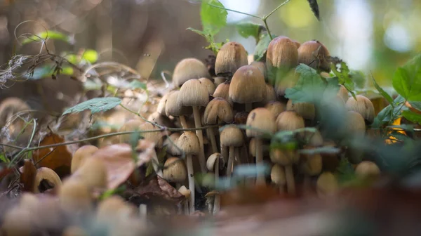 Sonbahar Ormanlarında Ağaç Gövdesindeki Küçük Mantarlara Yakın Çekim — Stok fotoğraf