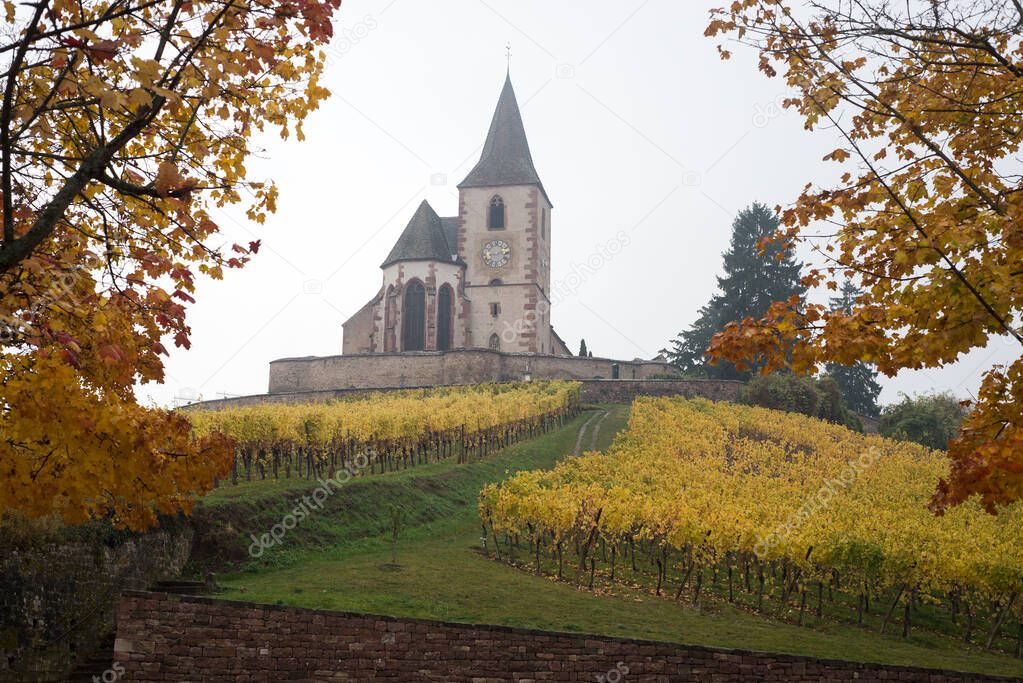 view of beautiful autumnal landscape with maple trees and medieval church in the vineyard by foggy day