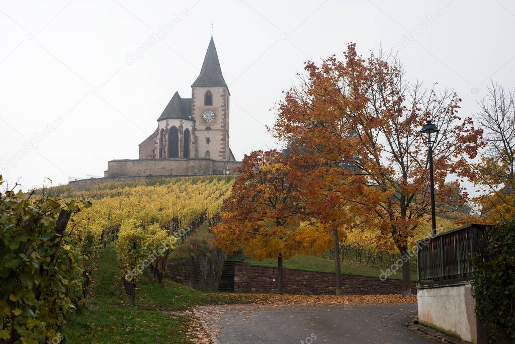 view of beautiful autumnal landscape with maple trees and medieval church in the vineyard by foggy day