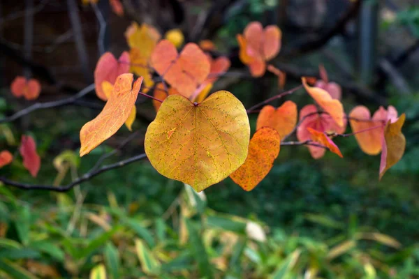 Nahaufnahme Herbstlicher Blätter Auf Einem Ast Einem Öffentlichen Garten — Stockfoto