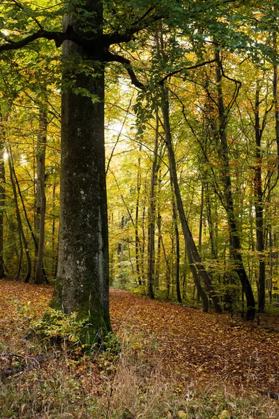 Vista Hermosos Árboles Bosque Otoñal — Foto de Stock