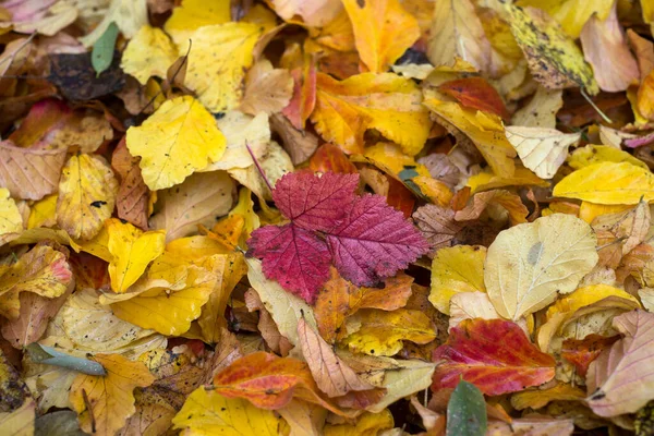 Nahaufnahme Herbstlicher Blätter Auf Dem Fußboden — Stockfoto