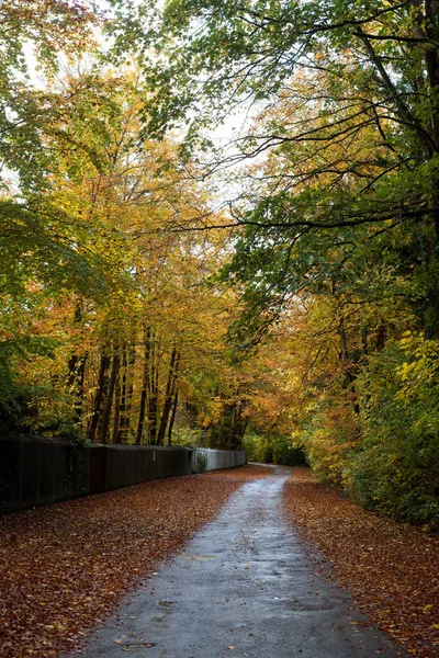 Вид Красивые Деревья Осеннем Лесу Границе Дороги — стоковое фото