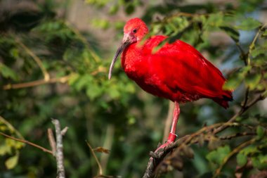 Ağaç dalında duran kızıl aynak portresi