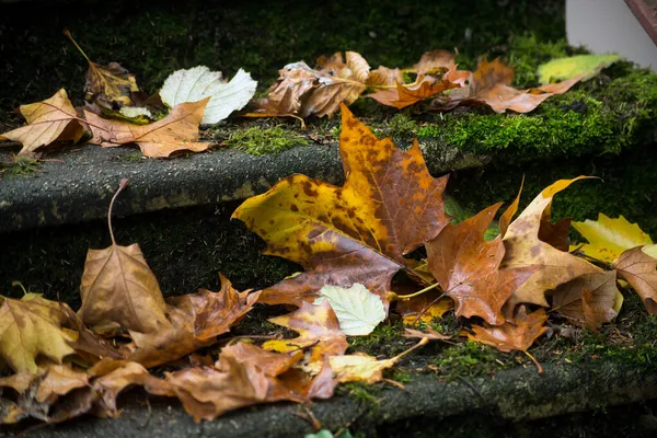 Zbliżenie Jesiennych Liści Klonu Schodach — Zdjęcie stockowe