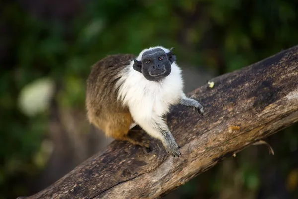 Retrato Tamarín Bicolor Pie Sobre Rama Del Árbol — Foto de Stock