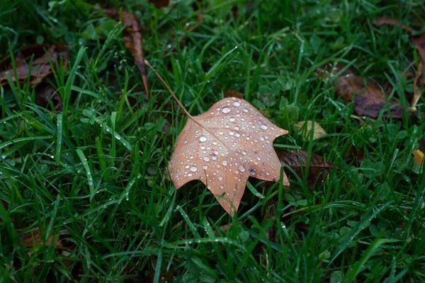 Close Van Regendruppels Herfsttulpenblad Vloer Een Openbare Tuin — Stockfoto