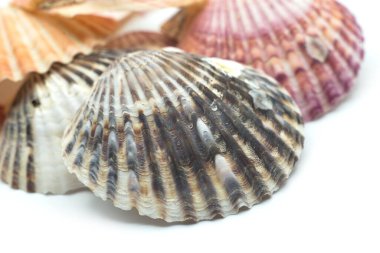 Beyaz arkaplandaki güzel deniz kabuklarının yakınlaşması