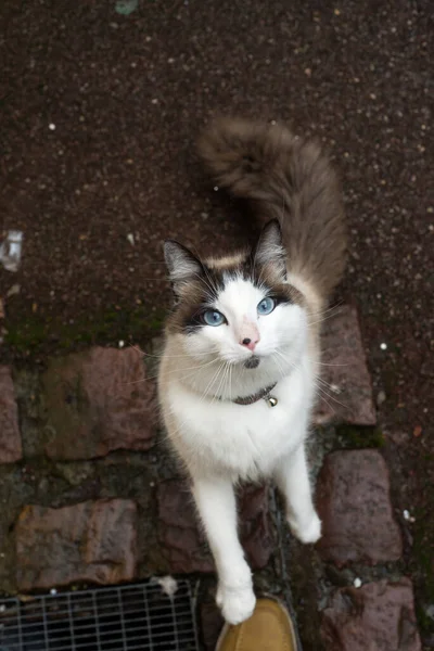Güzel Kedinin Portresi Sokakta Kameraya Bakıyor — Stok fotoğraf