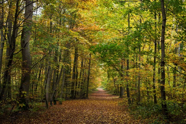 Vista Hermosos Árboles Bosque Otoñal — Foto de Stock