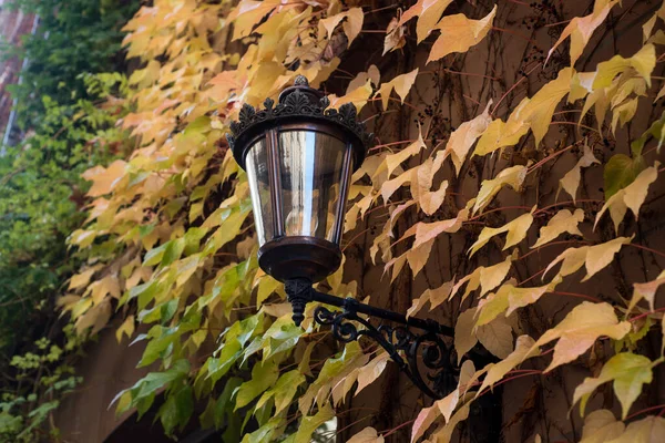 街上石墙上的秋天藤叶上古色古香的路灯被挡住 — 图库照片