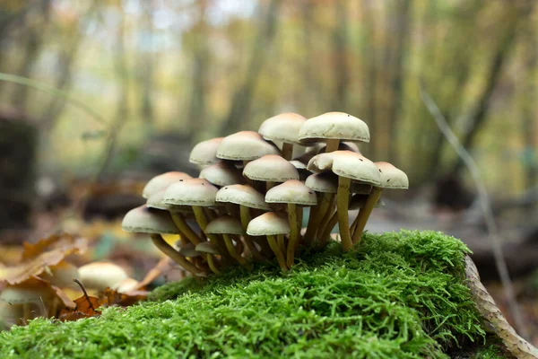 Primo Piano Piccoli Funghi Sul Tronco Albero Nella Foresta Autunnale — Foto Stock