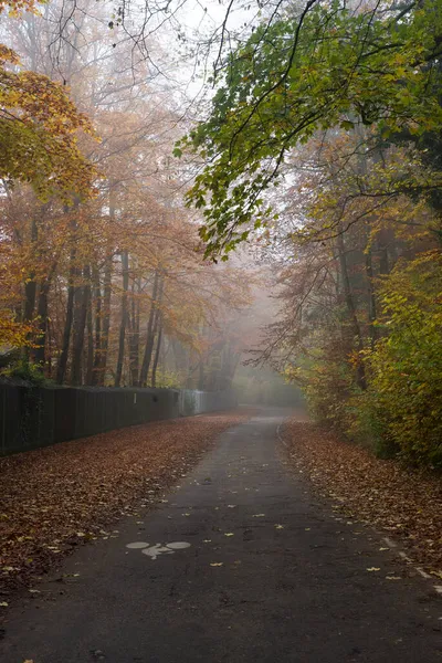 Вид Красивые Деревья Осеннем Лесу Границе Дороги Туманный День — стоковое фото