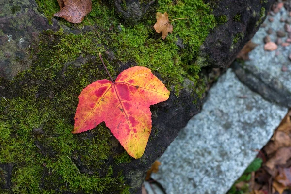 公園内の岩の上の紅葉の終了 — ストック写真